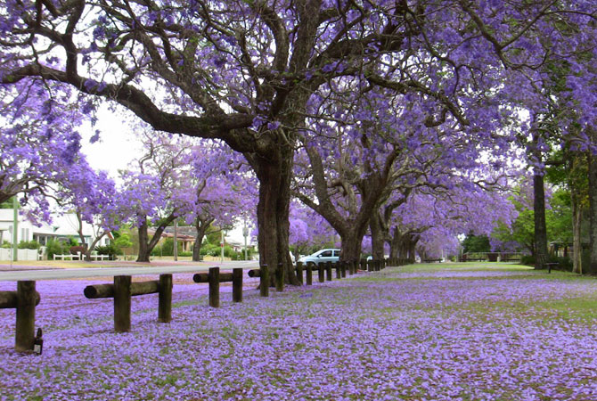 purple phoenix flowers in Da Lat