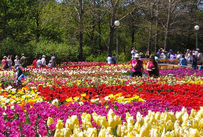 Spring flower viewing in Da Lat