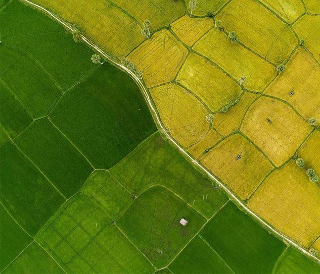 Đồng Bằng Sông Cửu Long
