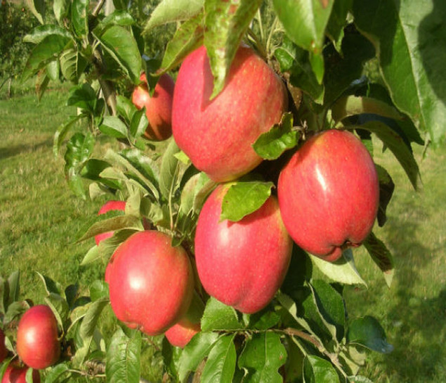 HÀ NỘI - SEOUL-NAMI- EVERLAND-THƯ VIỆN SÁCH