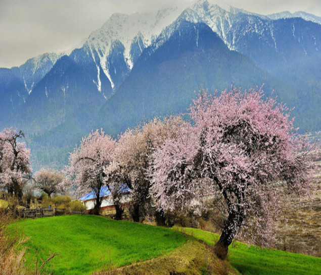 TÂY TẠNG HUYỀN BÍ Trải nghiệm đường Tàu Thanh Tạng