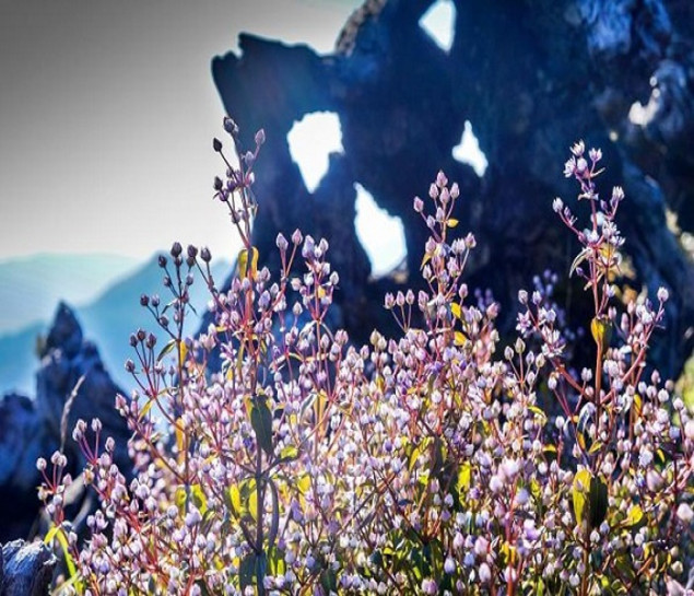 Tour leo núi chinh phục đỉnh Tà Chì Nhù - 2979m (tuyến Nậm Nghiệp - Trạm Tấu)