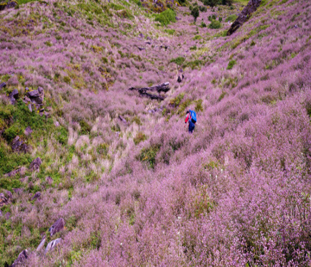 Tour leo núi chinh phục đỉnh Tà Chì Nhù - 2979m (tuyến Nậm Nghiệp - Trạm Tấu)